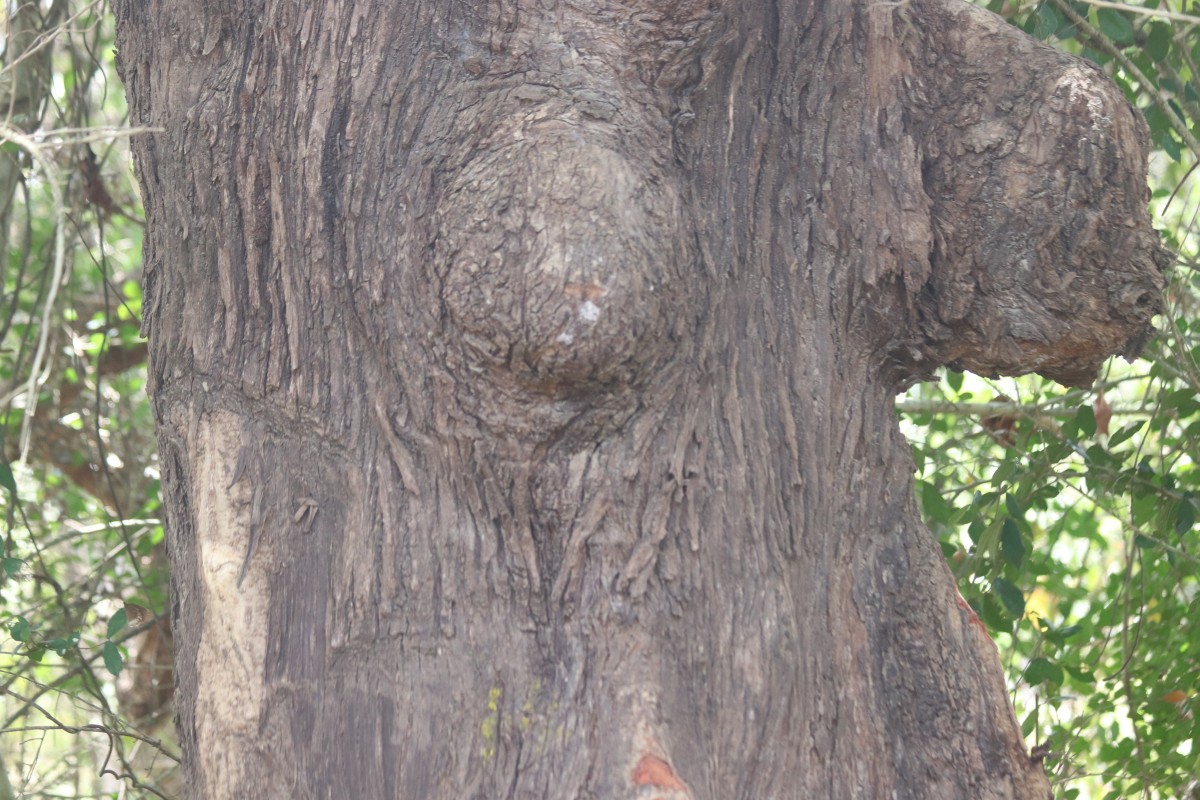 Careya arborea Roxb.