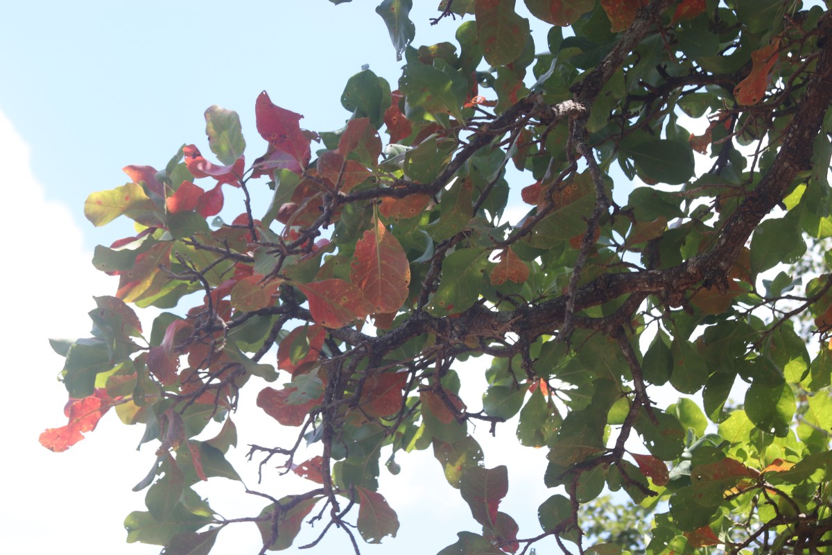 Careya arborea Roxb.