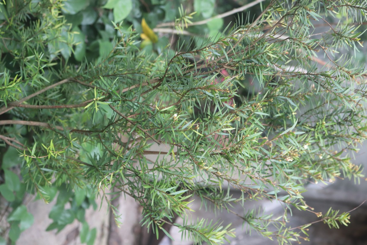 Eugenia rheophytica Kosterm.