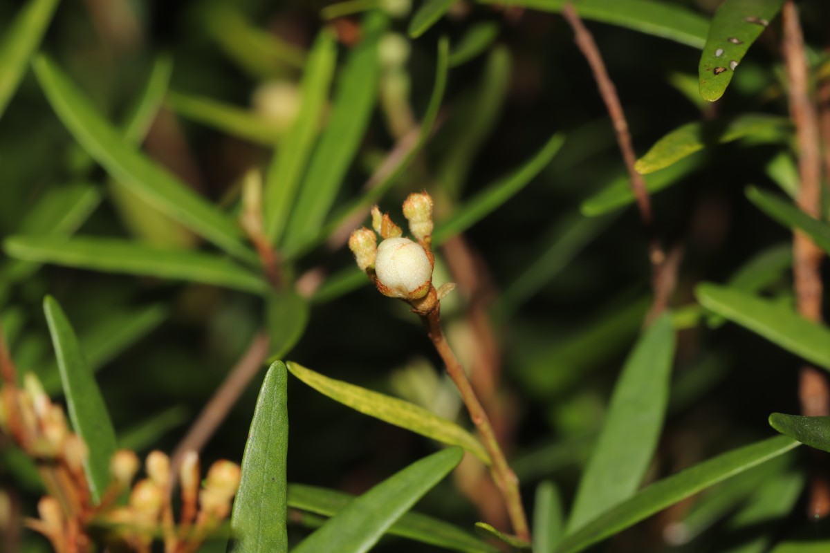 Eugenia rheophytica Kosterm.