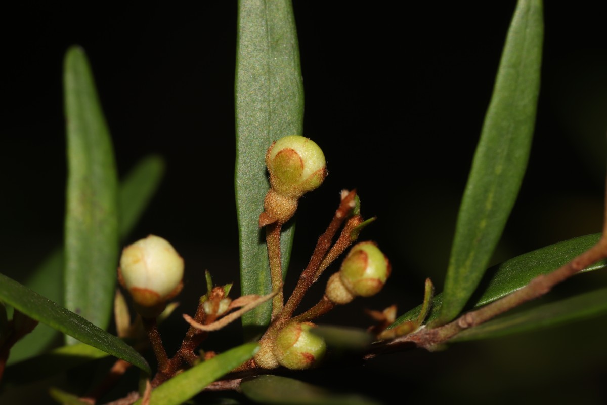 Eugenia rheophytica Kosterm.