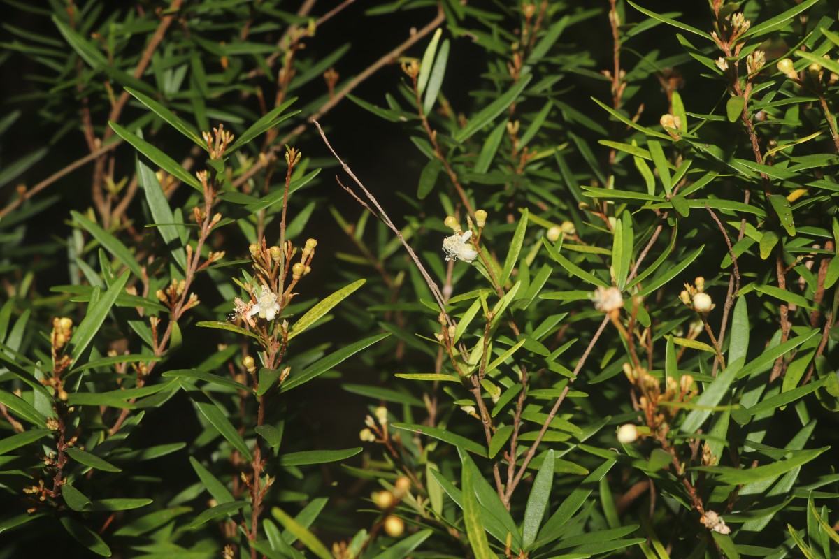 Eugenia rheophytica Kosterm.