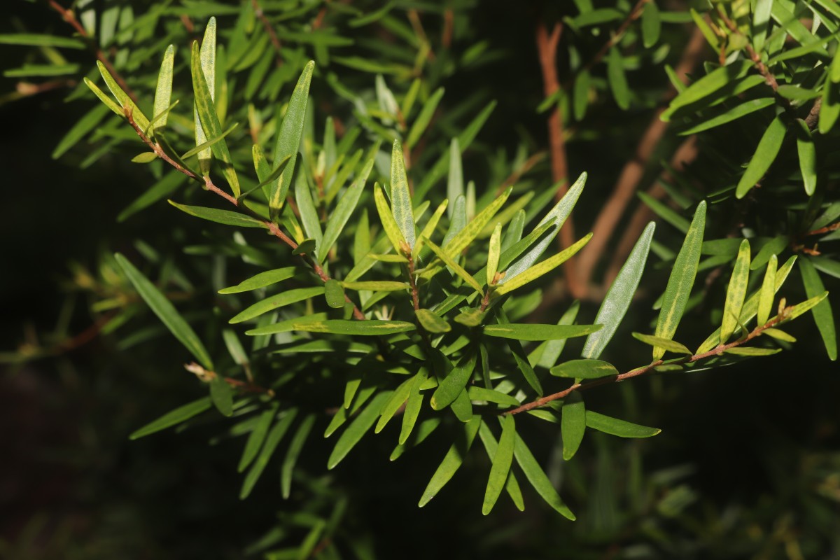 Eugenia rheophytica Kosterm.