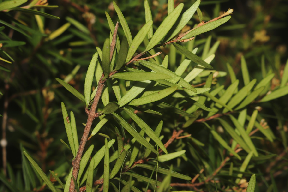 Eugenia rheophytica Kosterm.