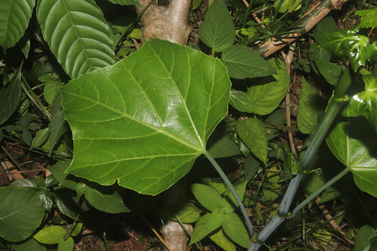 Cissus heyneana Steud.