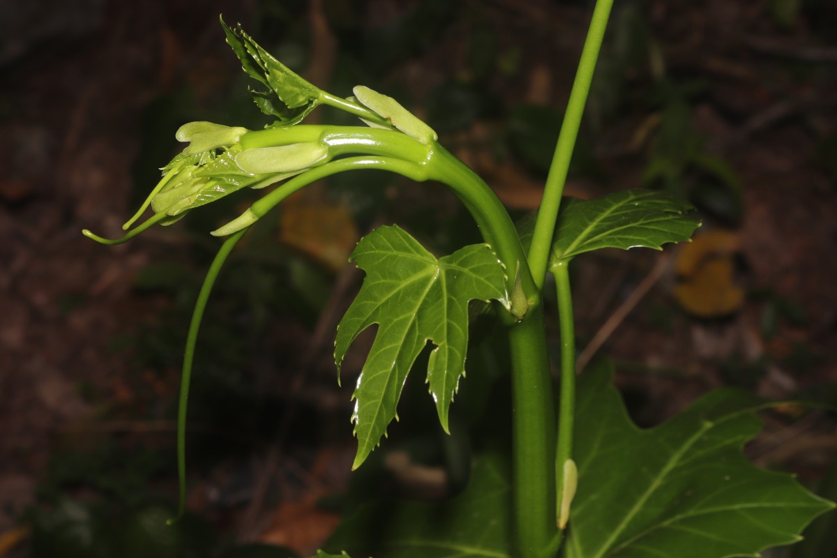 Cissus heyneana Steud.