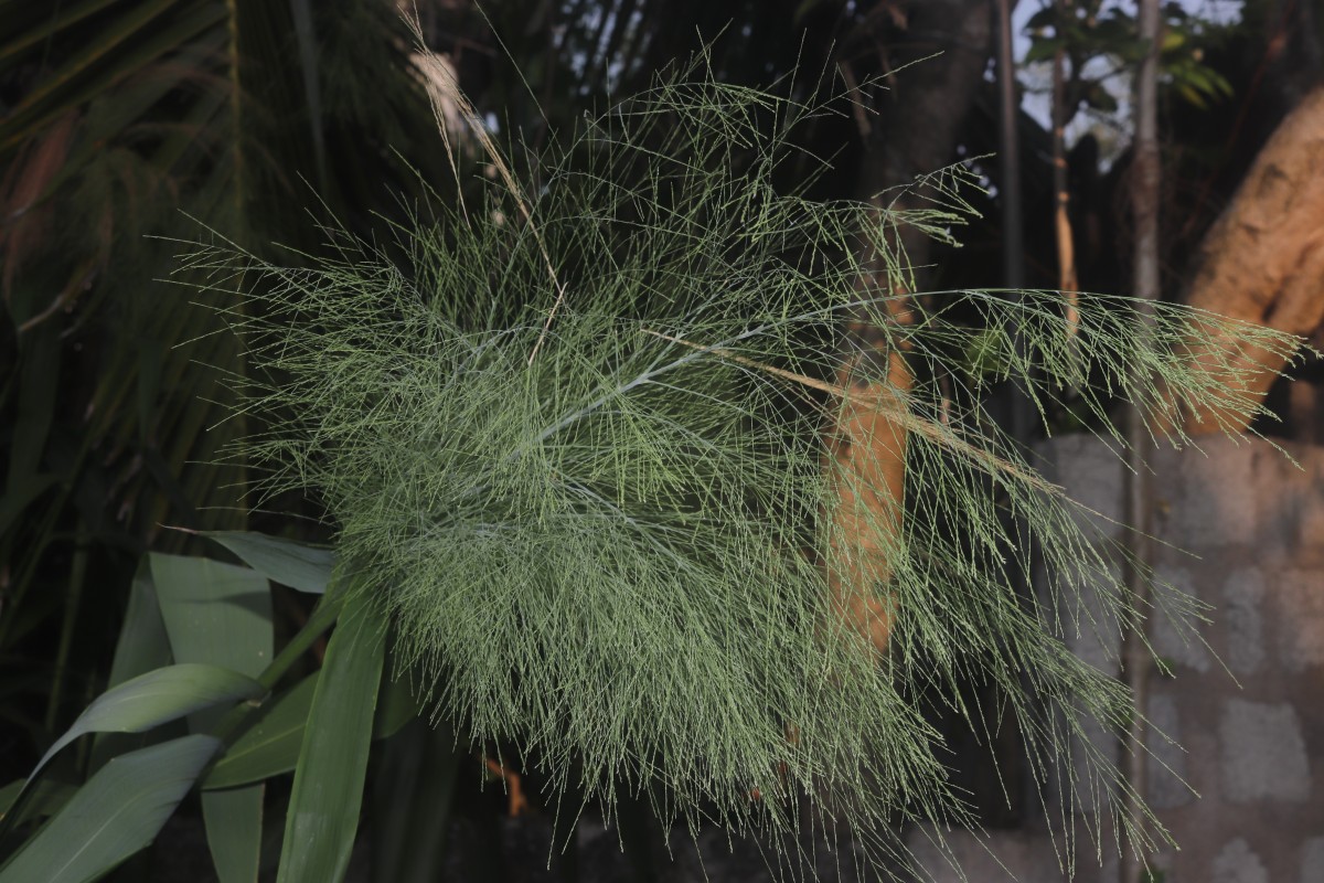 Thysanolaena latifolia (Roxb. ex Hornem.) Honda