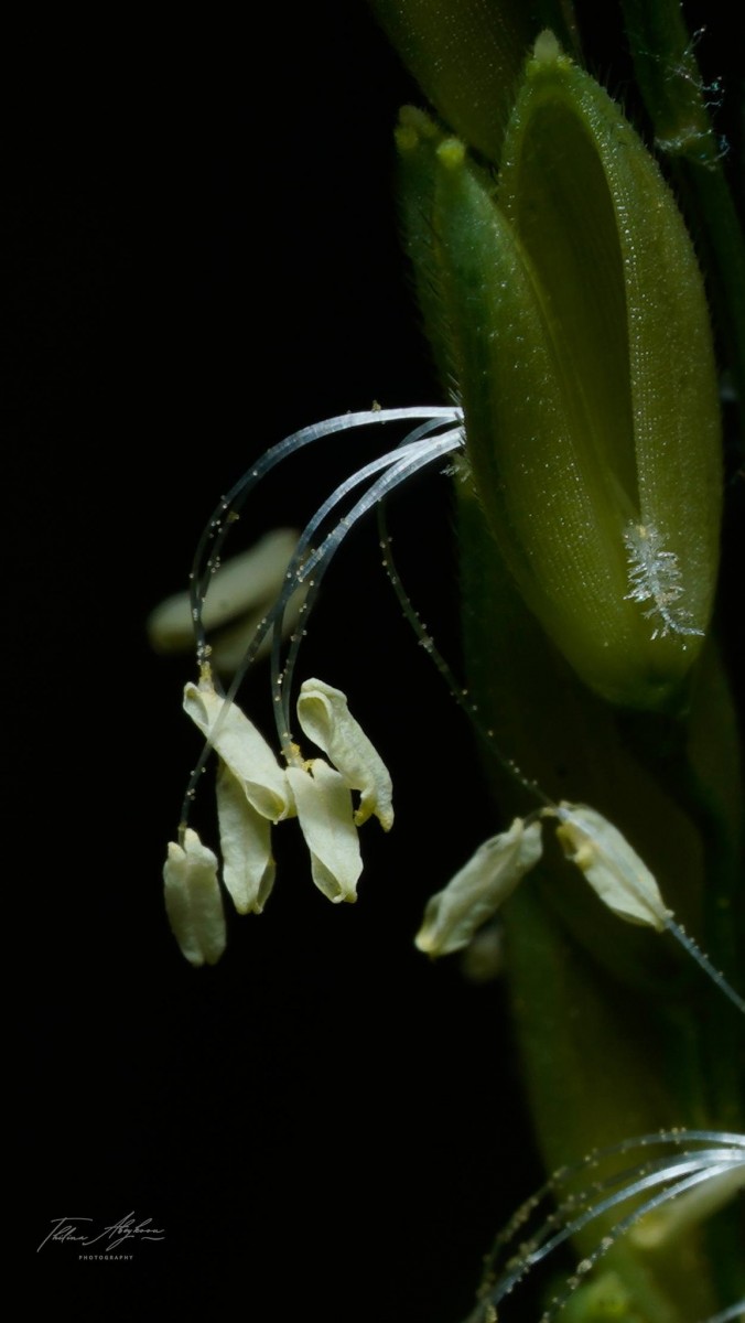 Oryza sativa L.