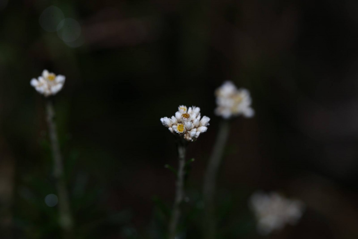 Anaphalis fruticosa Hook.f.