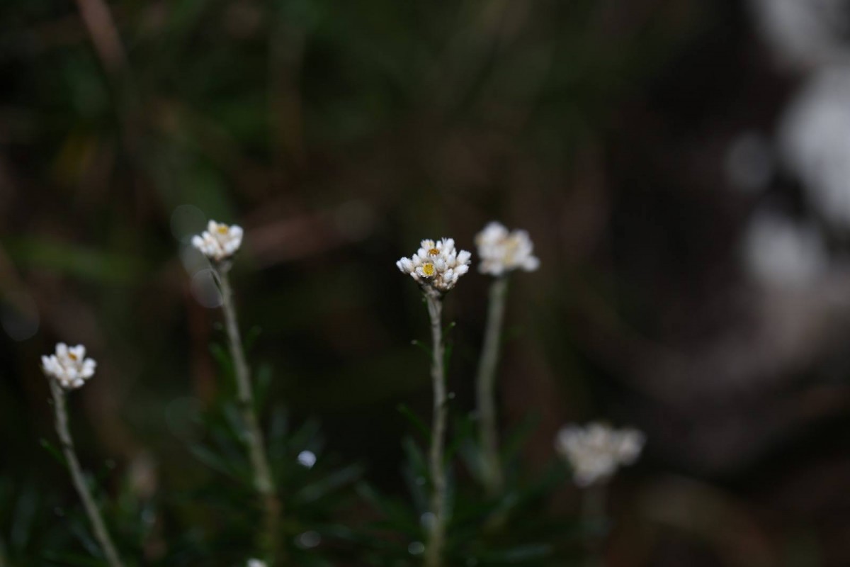 Anaphalis fruticosa Hook.f.