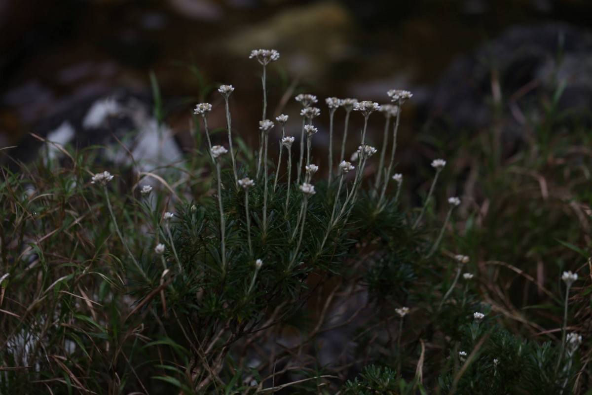 Anaphalis fruticosa Hook.f.