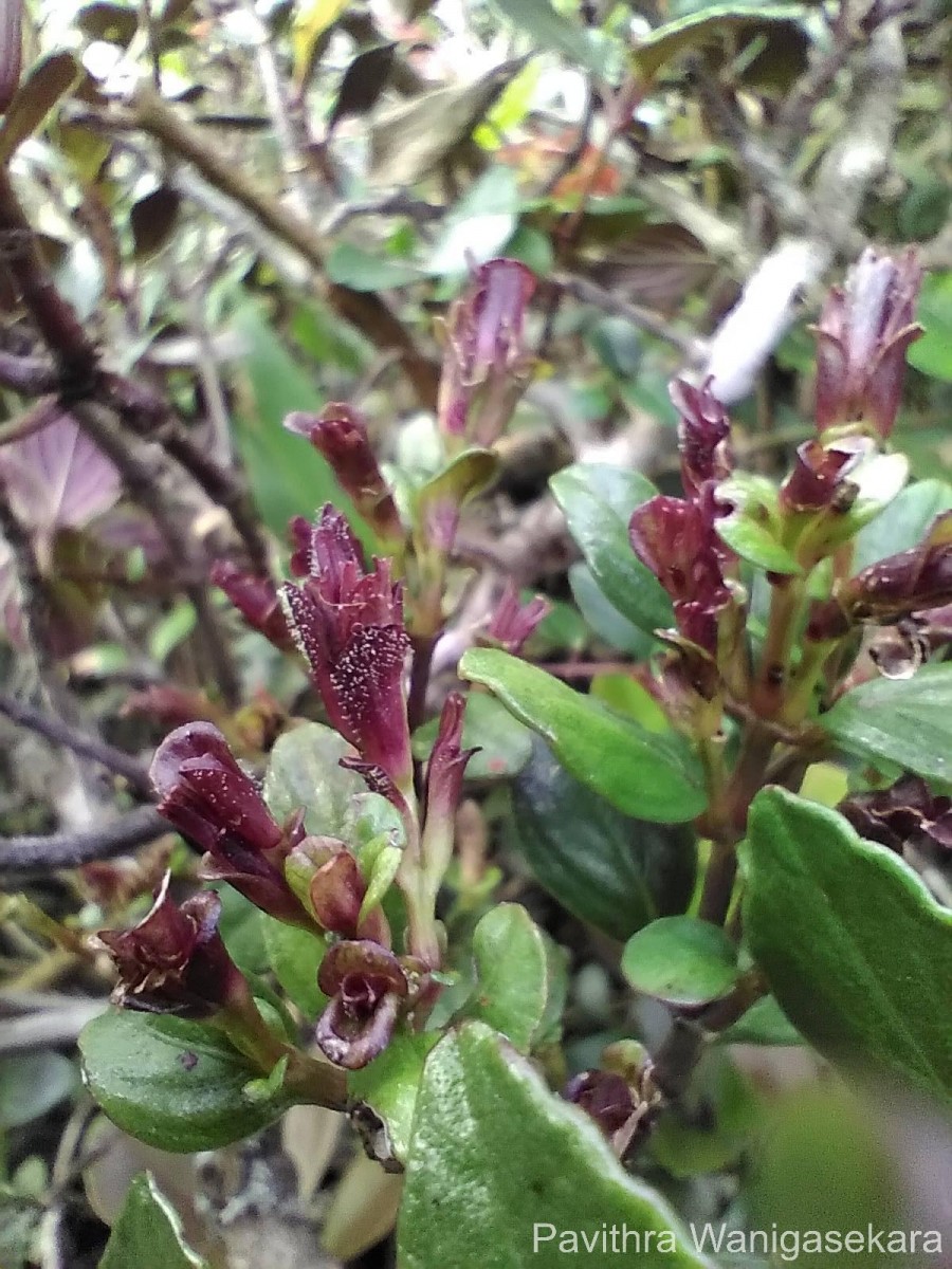 Strobilanthes pentandra J.R.I.Wood