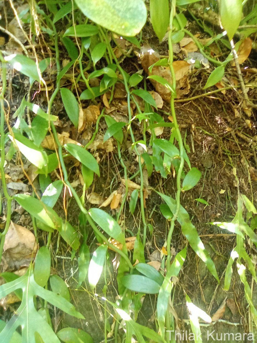 Vanilla moonii Thwaites