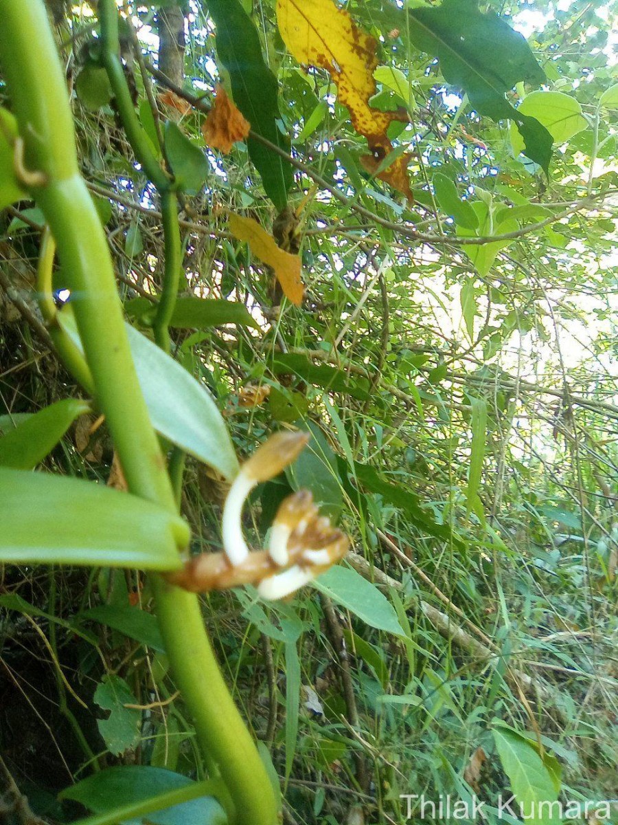 Vanilla moonii Thwaites