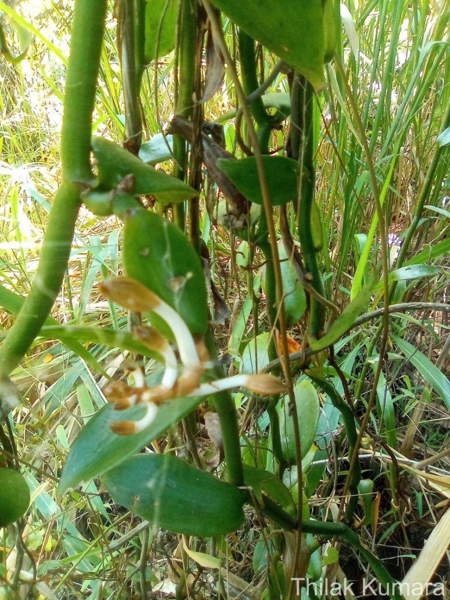 Vanilla moonii Thwaites