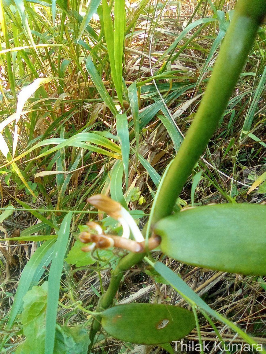 Vanilla moonii Thwaites