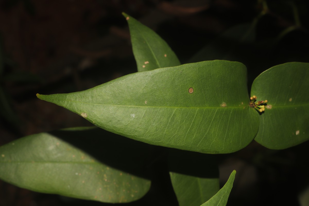 Eugenia amoena Thwaites