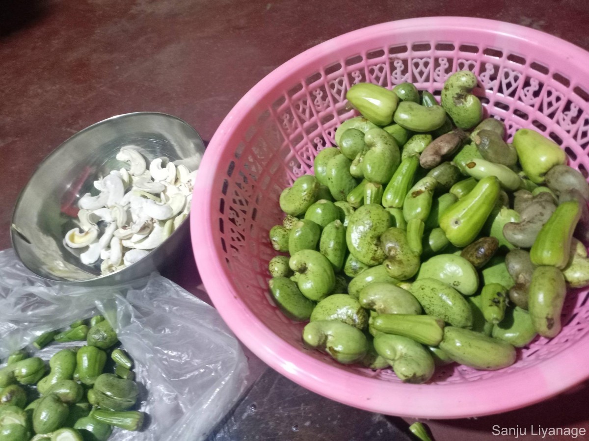 Anacardium occidentale L.