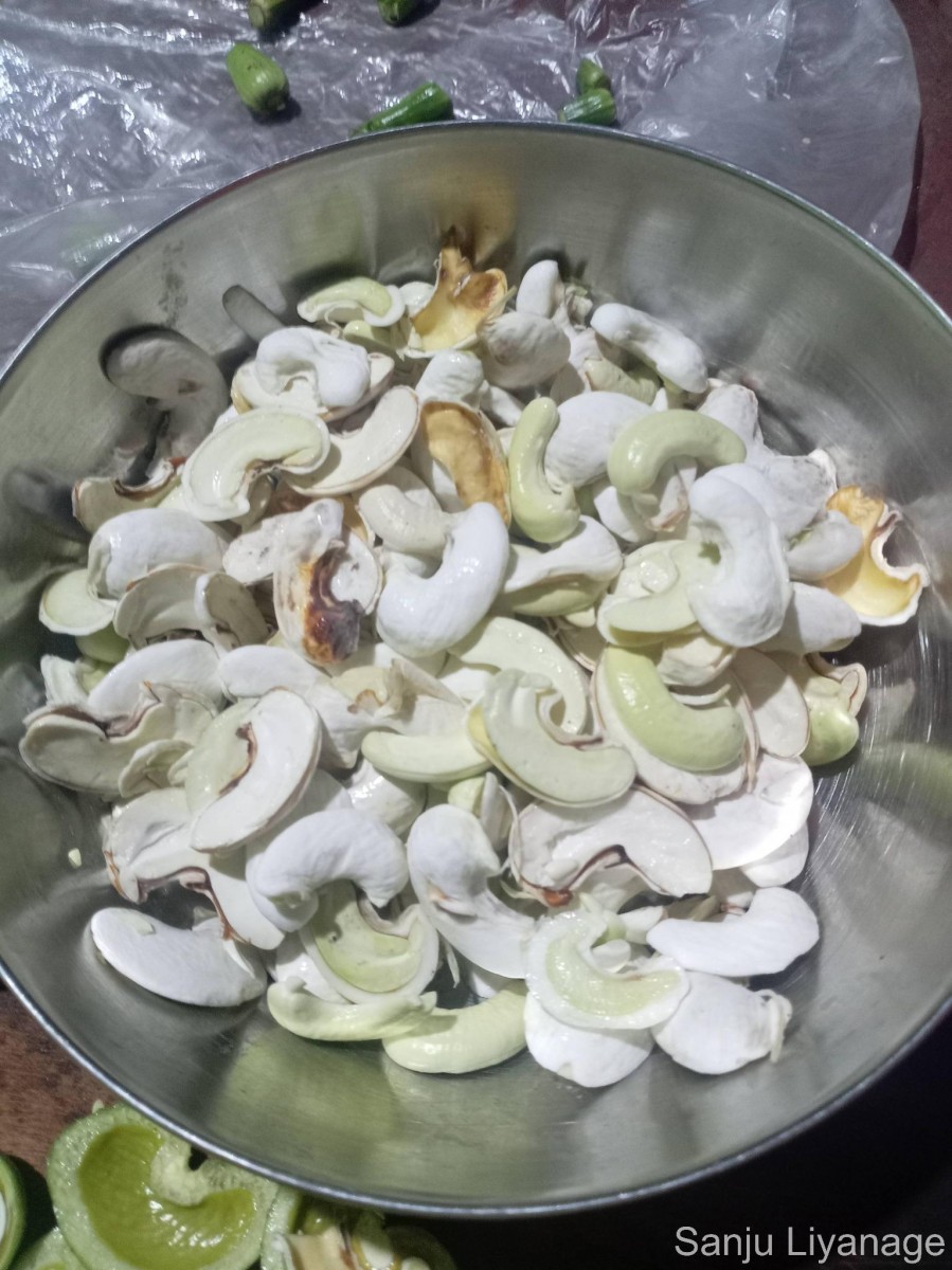 Anacardium occidentale L.