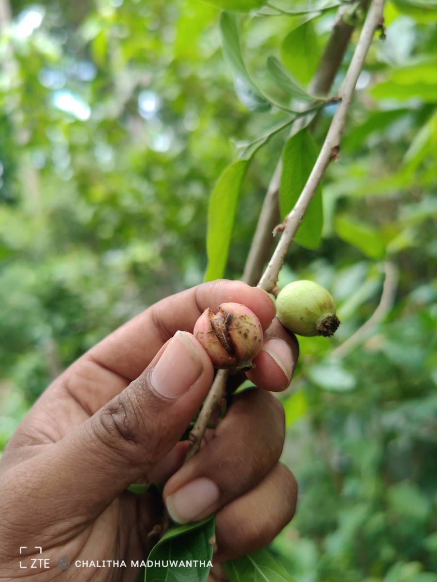 Alangium salviifolium (L.f.) Wangerin