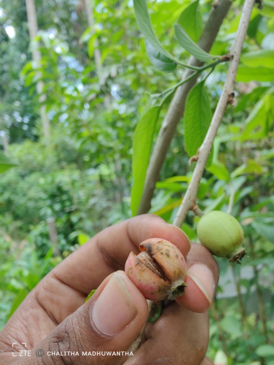 Alangium salviifolium (L.f.) Wangerin