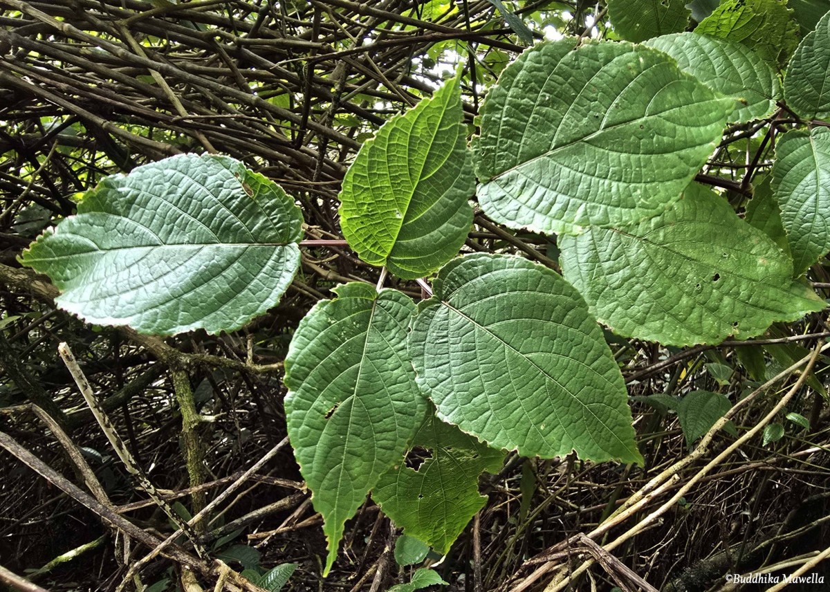 Strobilanthes laxa T.Anderson
