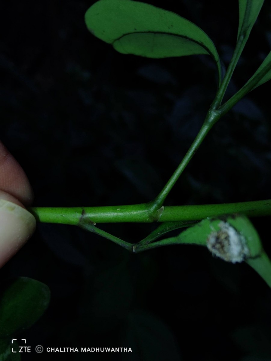 Heptapleurum emarginatum (Moon) Seem.
