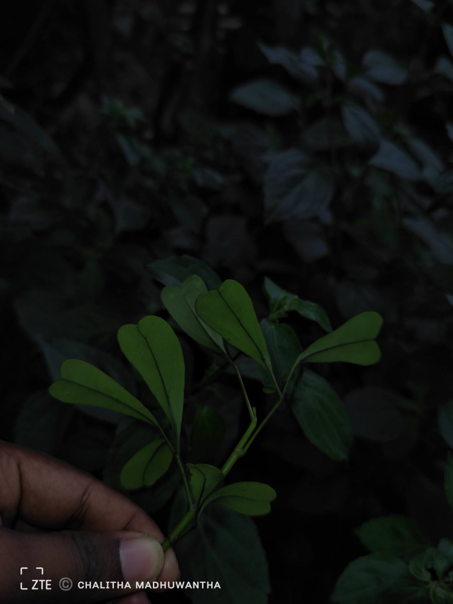Heptapleurum emarginatum (Moon) Seem.