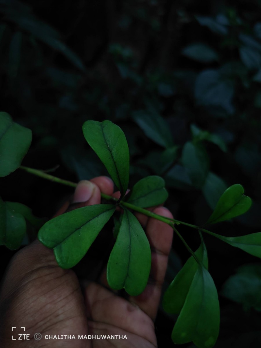 Heptapleurum emarginatum (Moon) Seem.