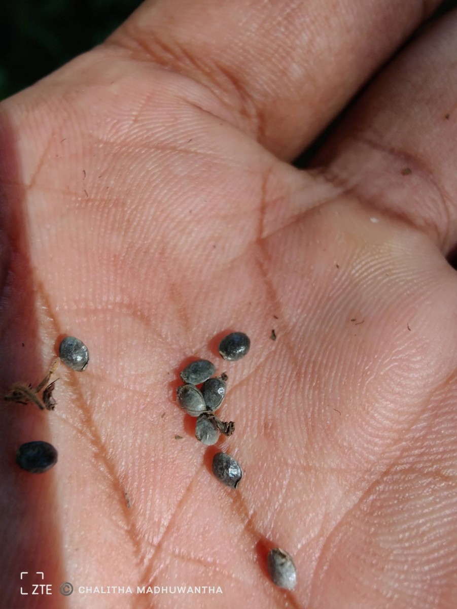 Uraria picta (Jacq.) Desv. ex DC.