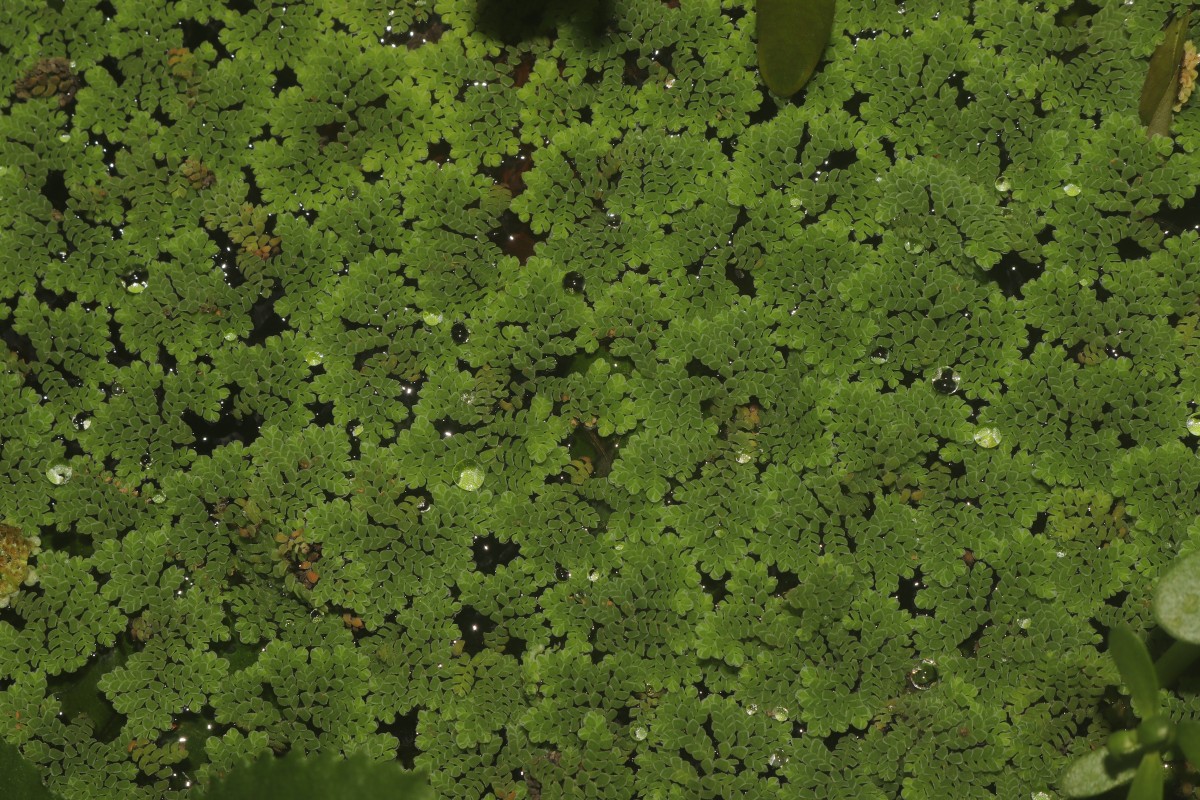 Azolla pinnata   R.Br.