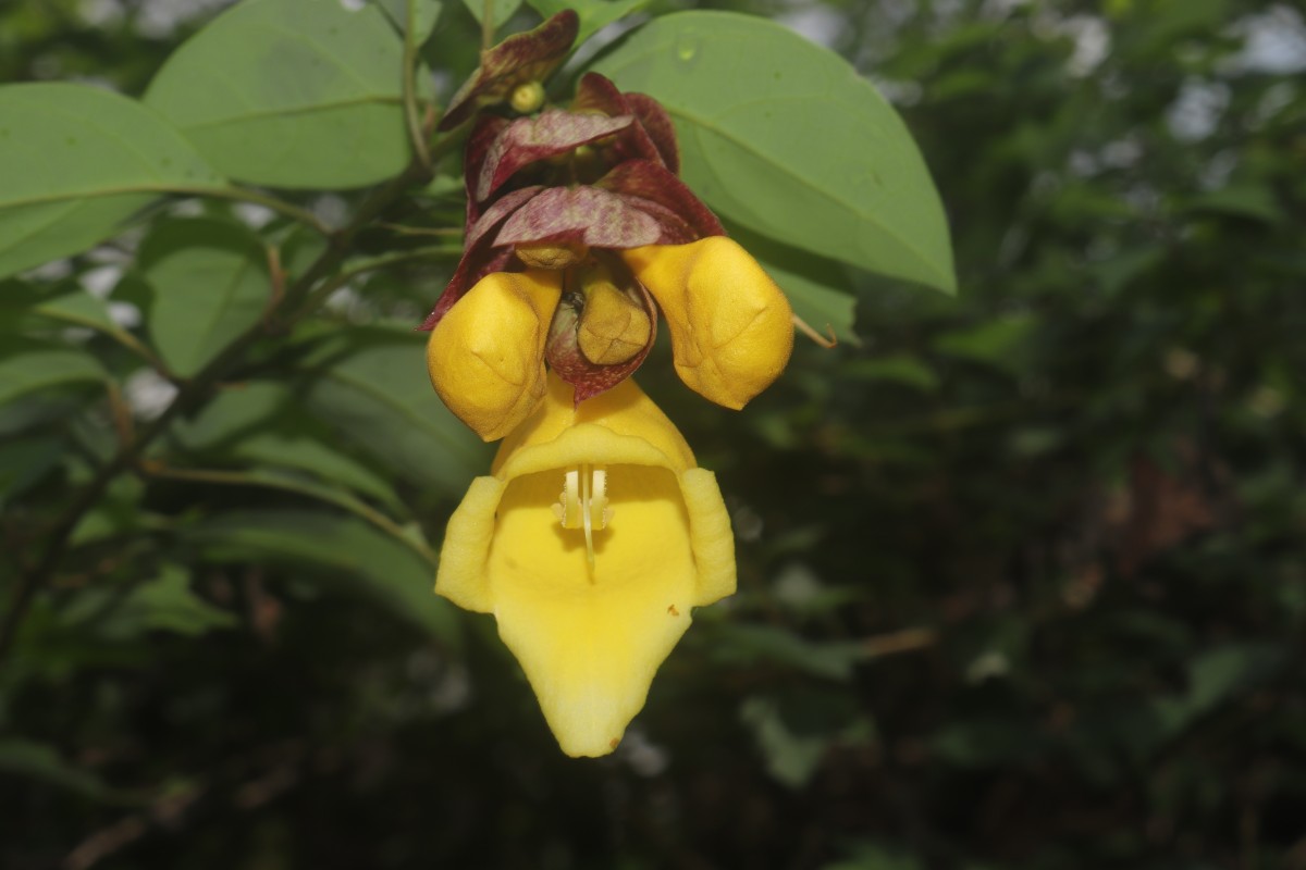 Gmelina philippensis Cham.