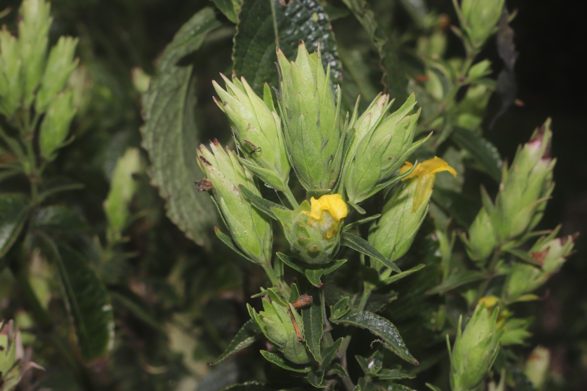Strobilanthes crispa (L.) Blume