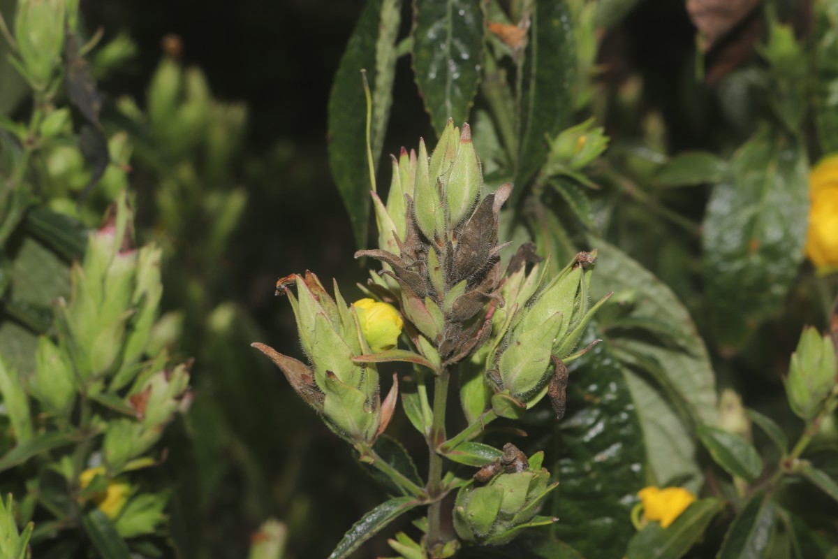 Strobilanthes crispa (L.) Blume