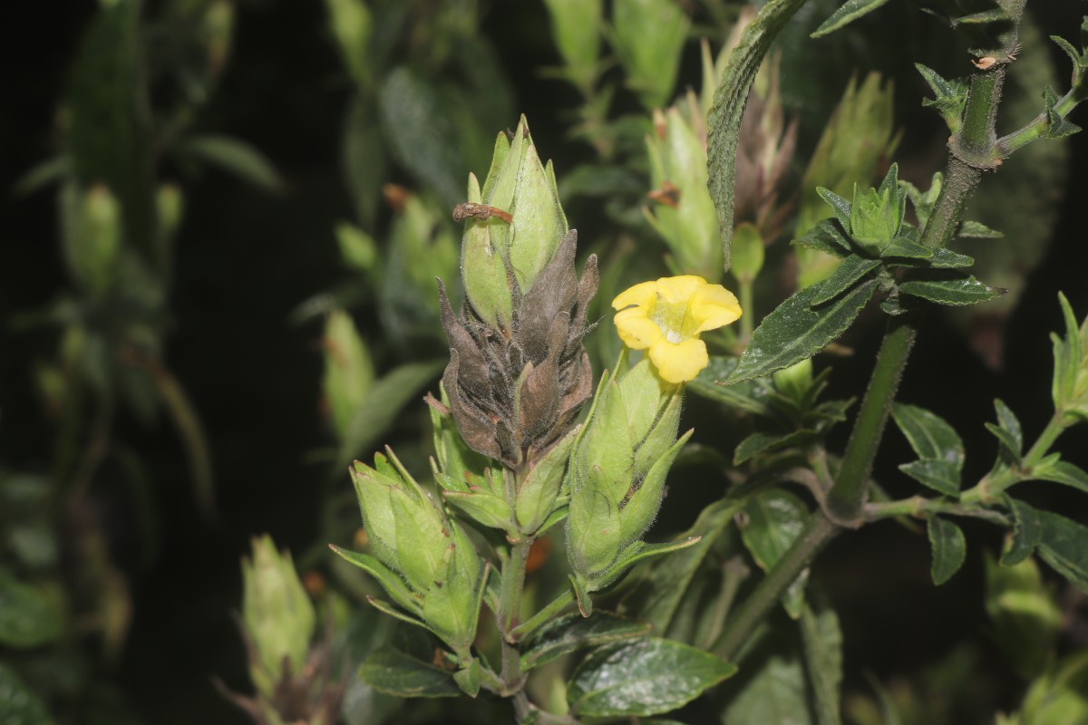 Strobilanthes crispa (L.) Blume