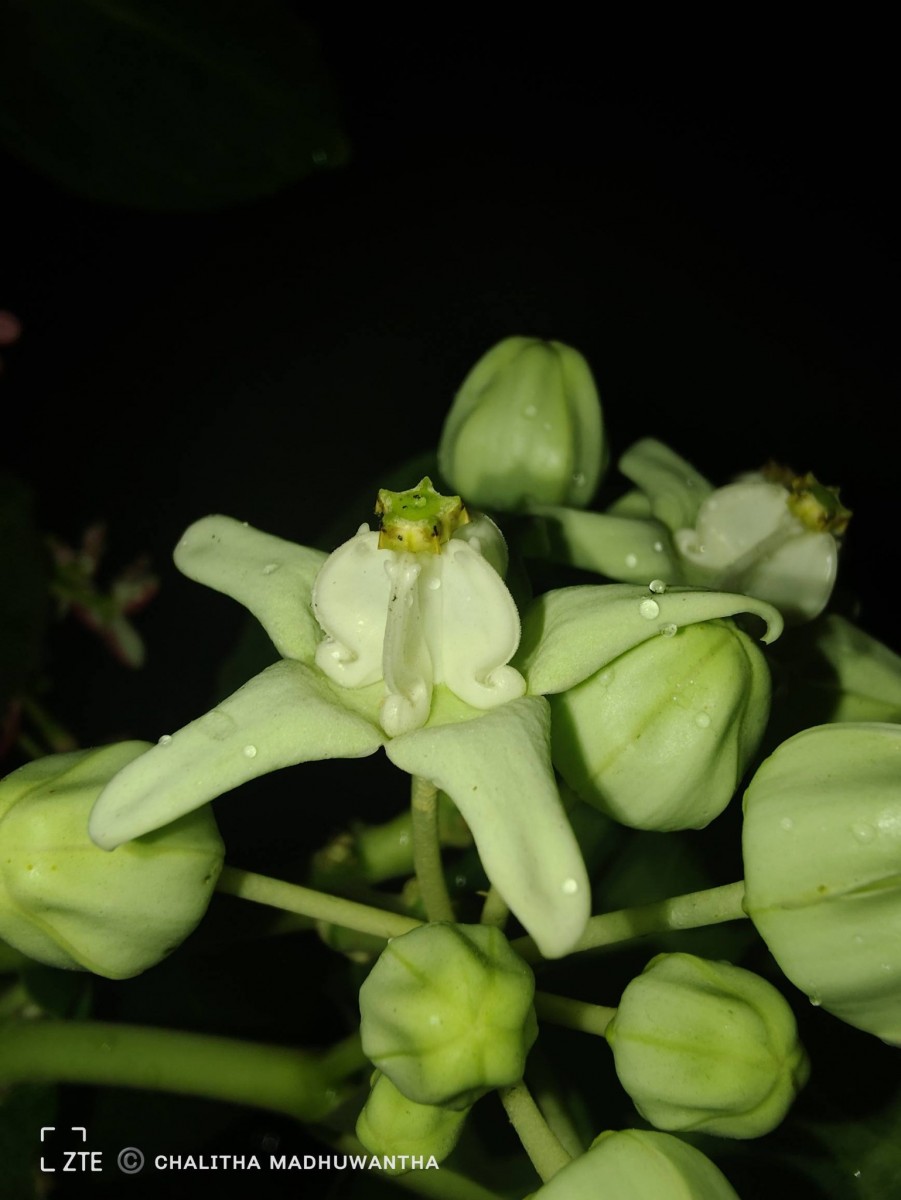Calotropis gigantea (L.) W.T.Aiton