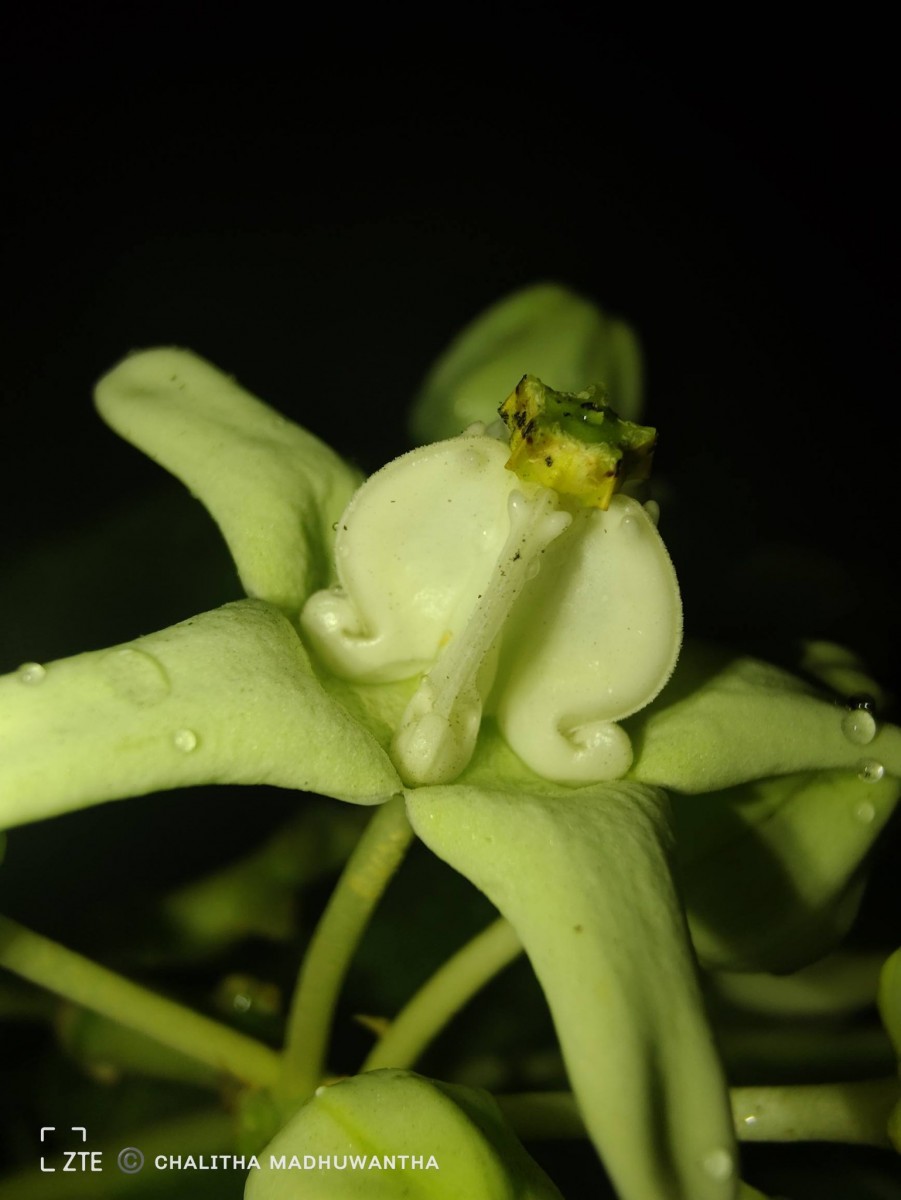 Calotropis gigantea (L.) W.T.Aiton