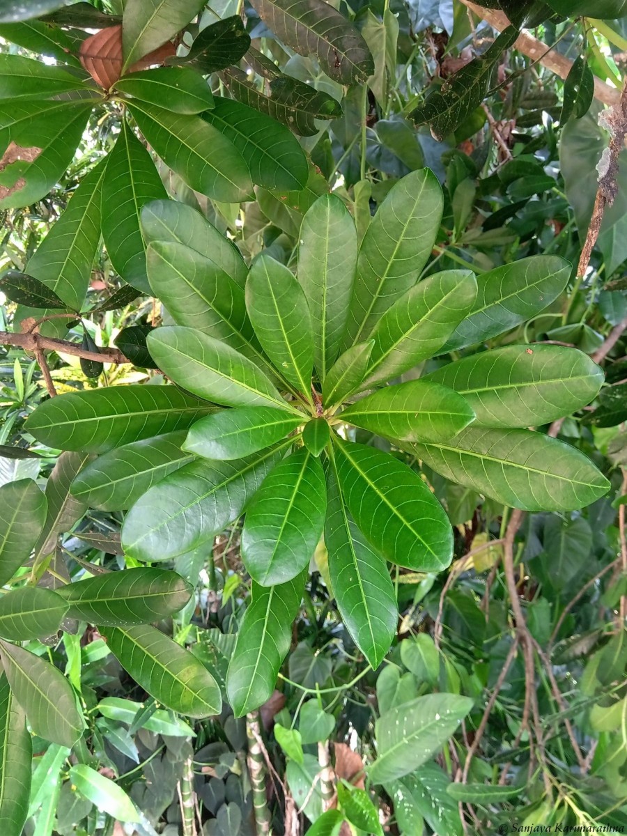Mangifera zeylanica (Blume) Hook.f.
