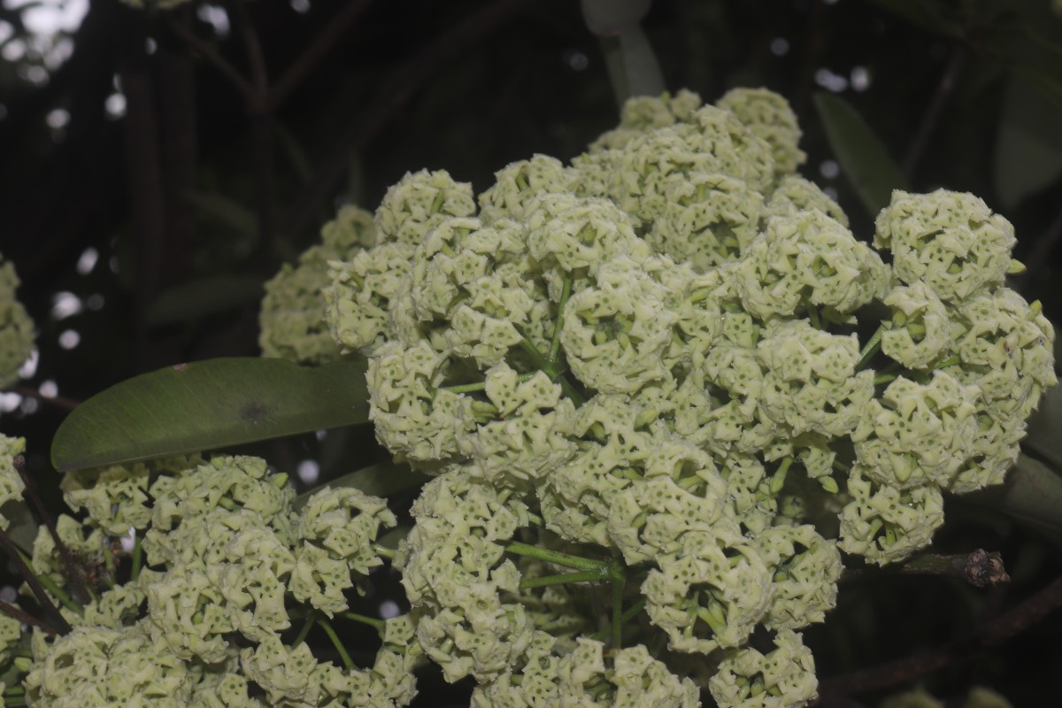 Alstonia scholaris (L.) R.Br.