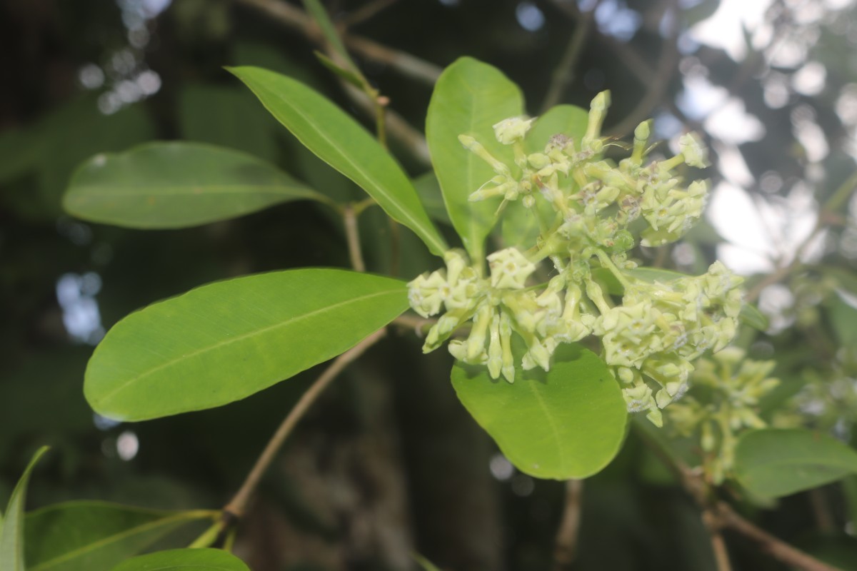Alstonia scholaris (L.) R.Br.