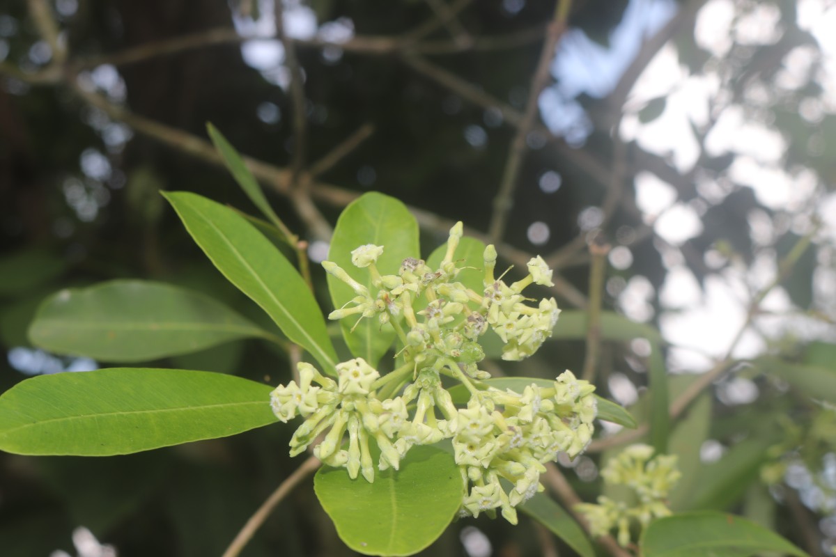 Alstonia scholaris (L.) R.Br.