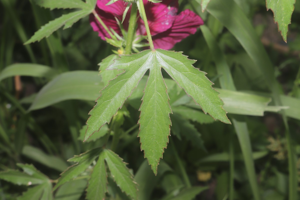 Hibiscus radiatus Cav.