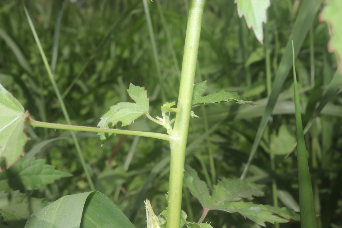 Hibiscus radiatus Cav.