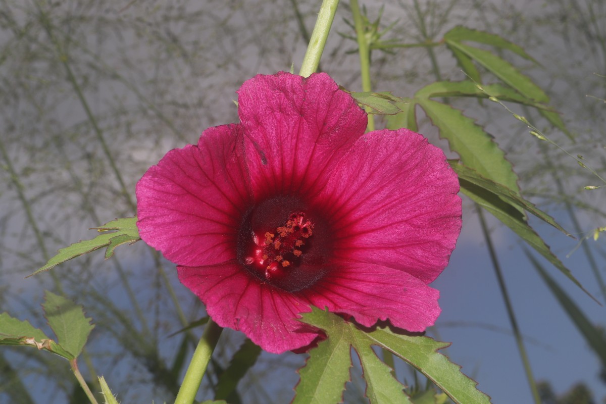 Hibiscus radiatus Cav.