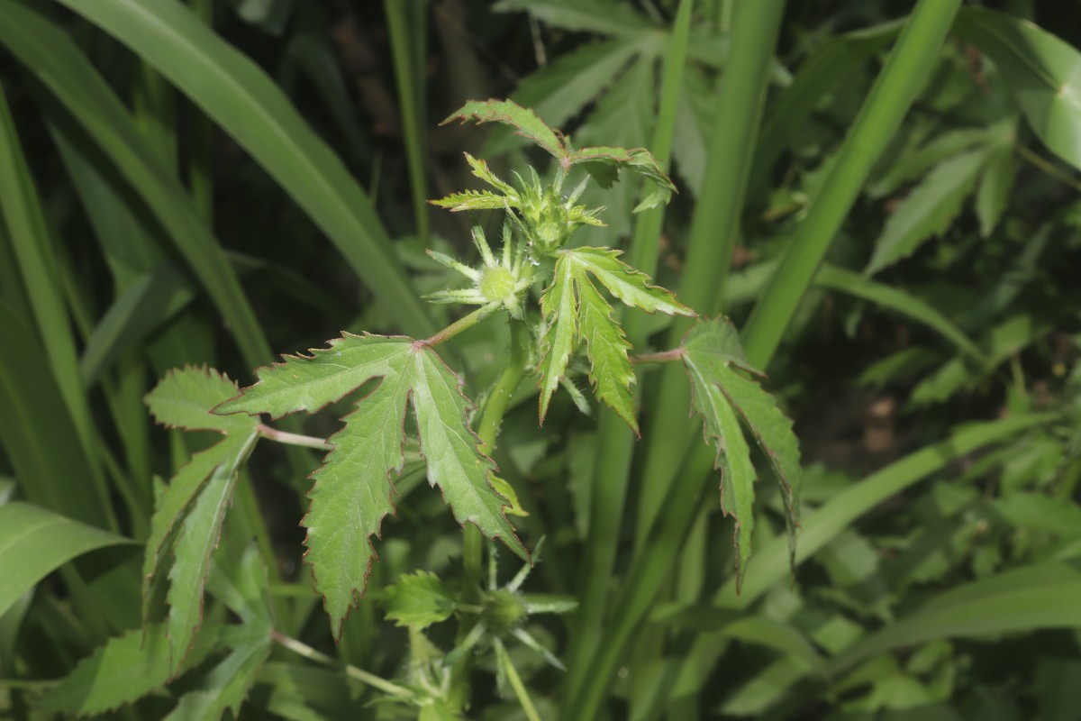 Hibiscus radiatus Cav.