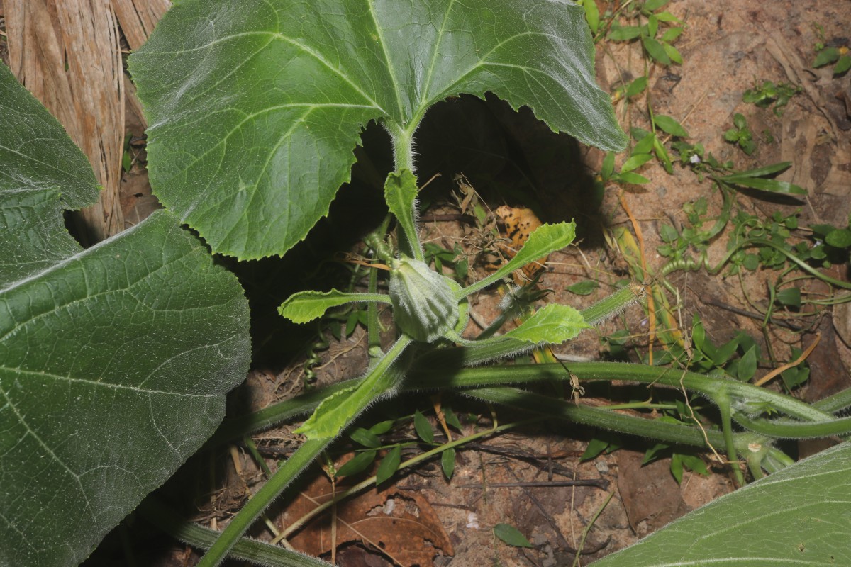 Cucurbita maxima Duchesne