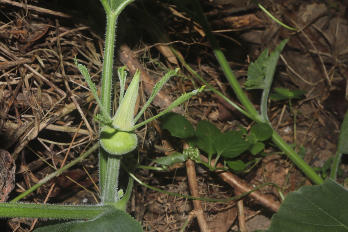 Cucurbita maxima Duchesne