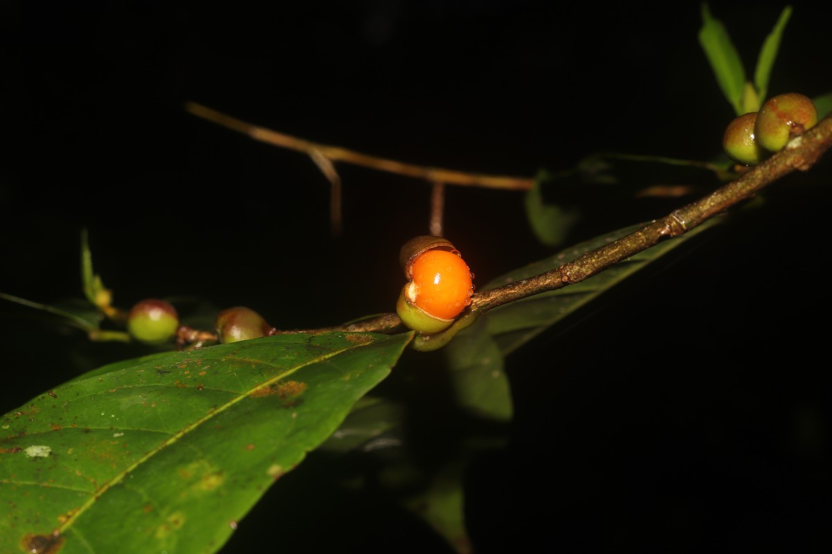 Aporosa lanceolata (Tul.) Thwaites