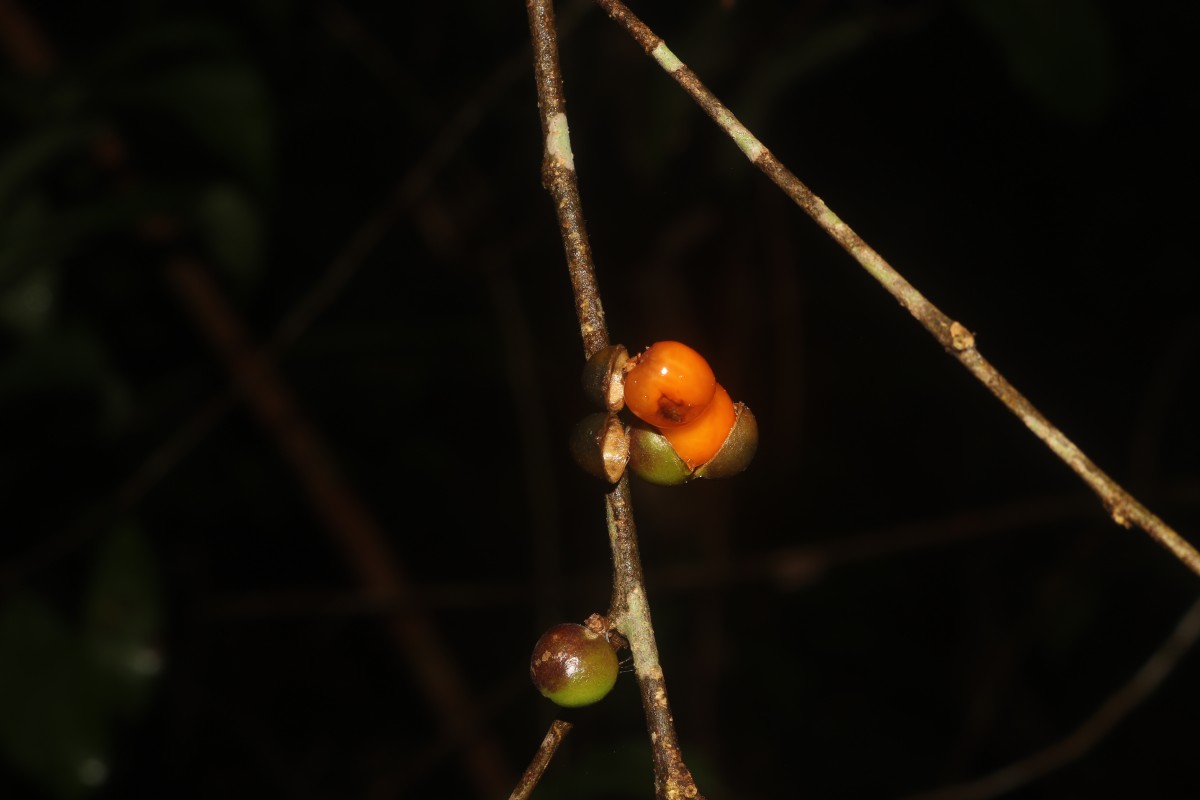 Aporosa lanceolata (Tul.) Thwaites