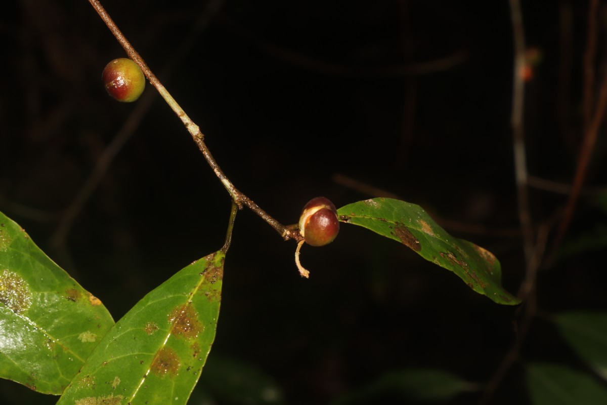Aporosa lanceolata (Tul.) Thwaites